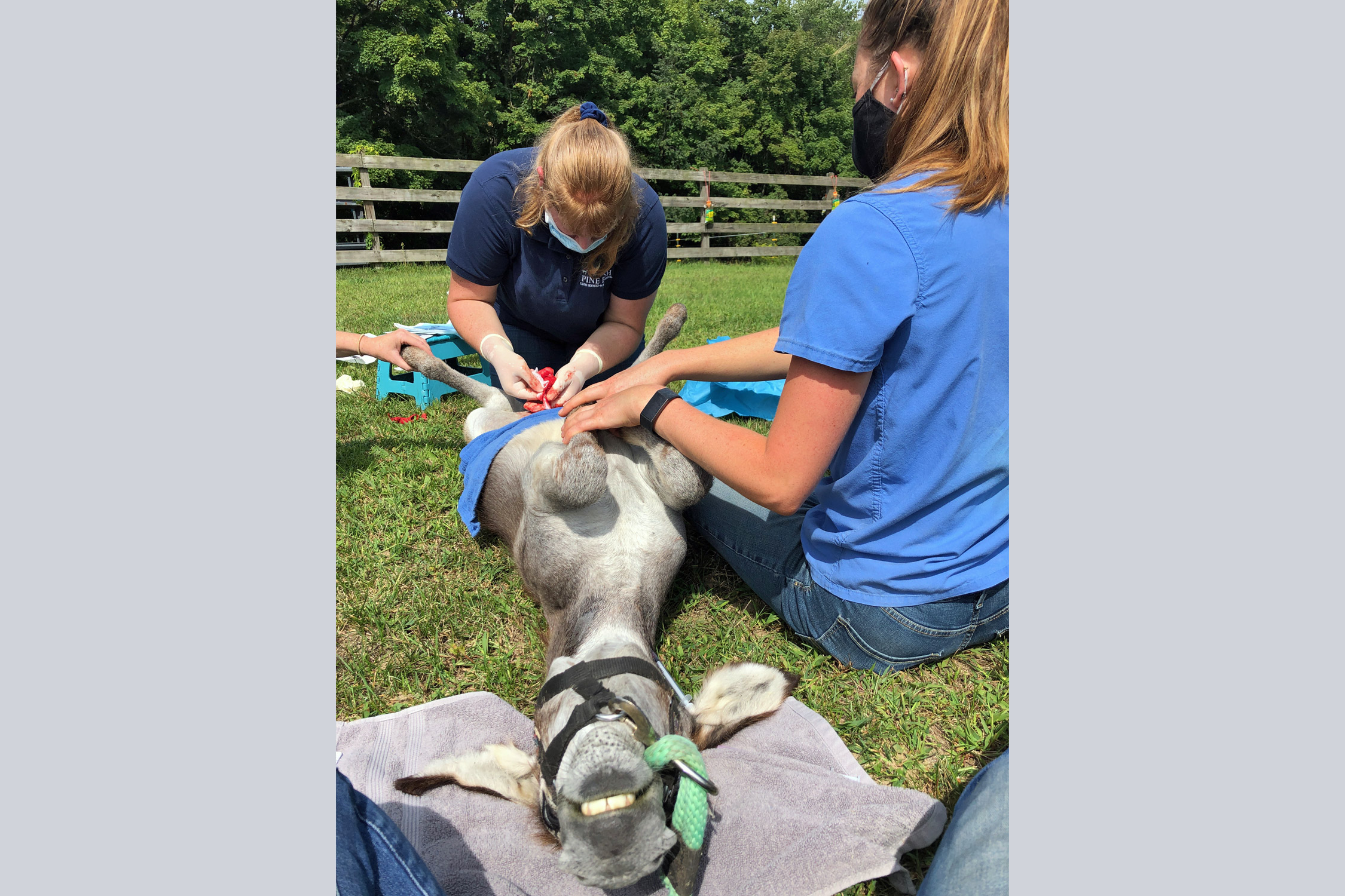 Pine Bush Equine Services and Veterinary Hospital